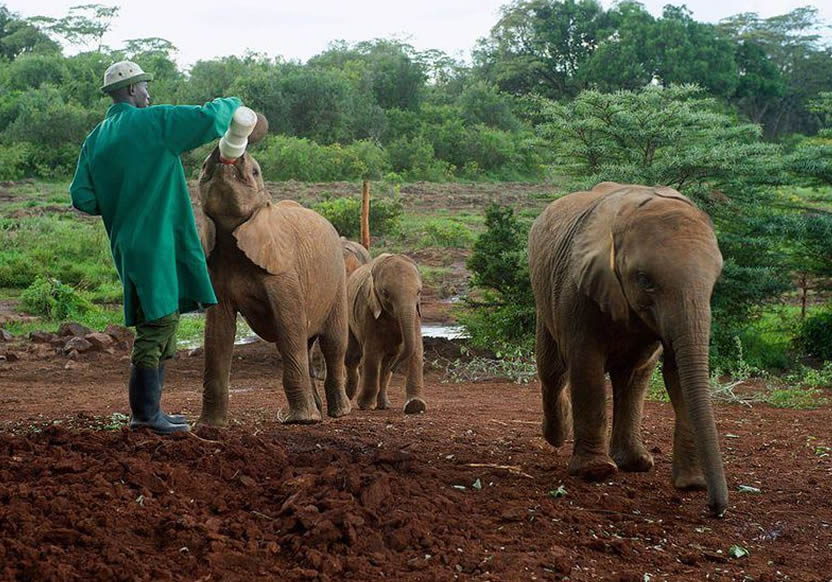 elephant feeding at the daphne shedricks orphanage